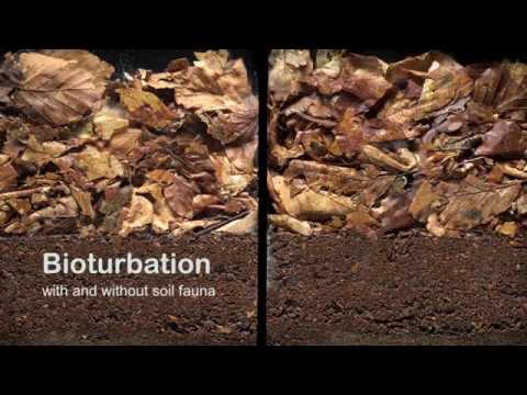 Bioturbation with and without soil fauna