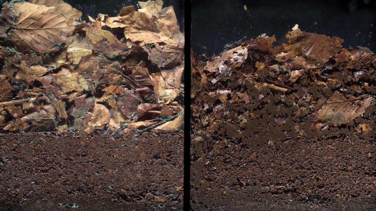 Bioturbation with and without soil fauna
