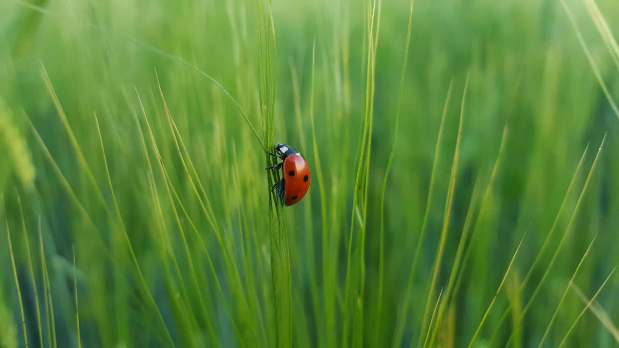 Jardins en ville et biodiversité : tout n&rsquo;est pas qu&rsquo;une question de taille