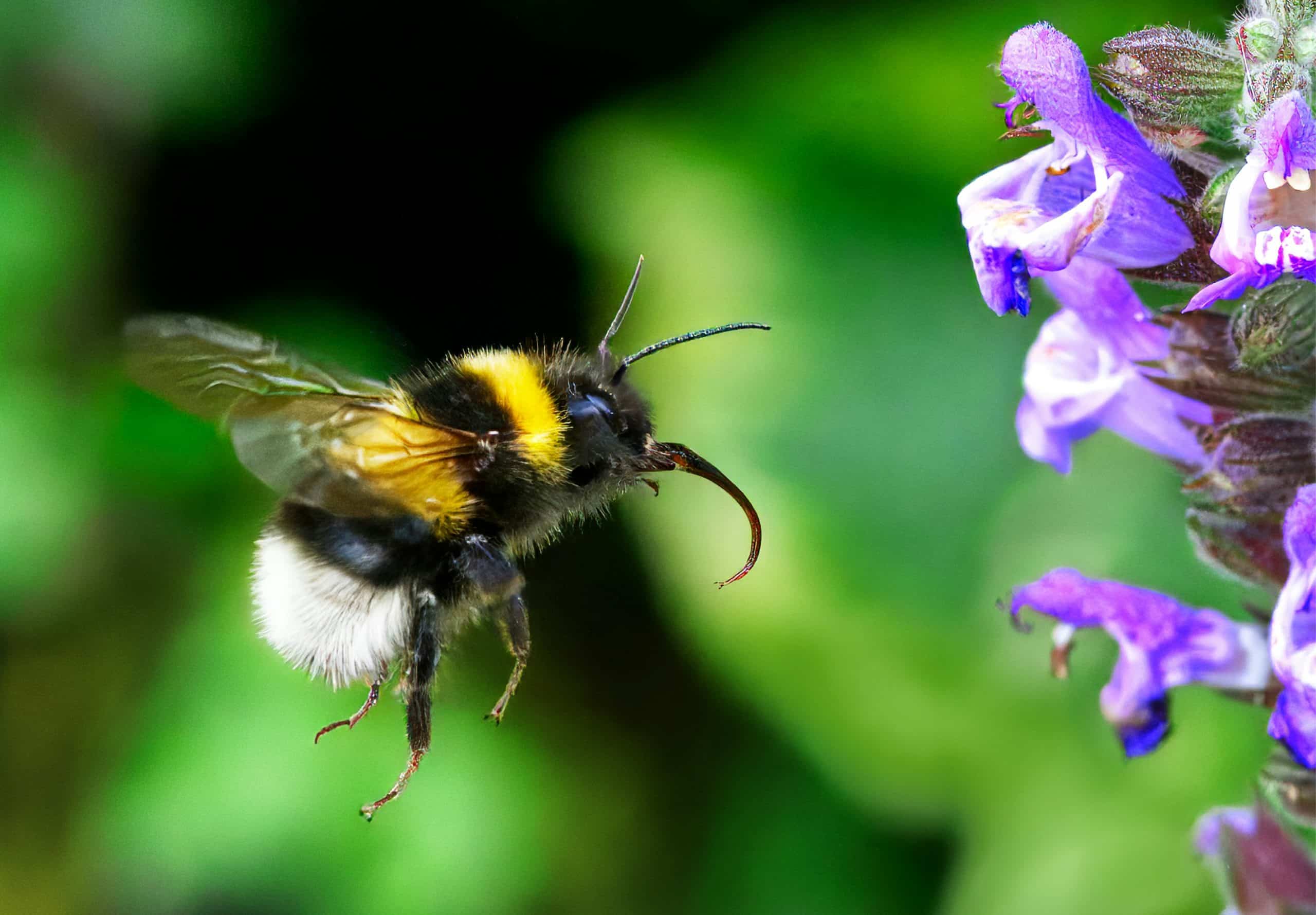 Biodiversité : vers un nutri-score de nos plantations ?