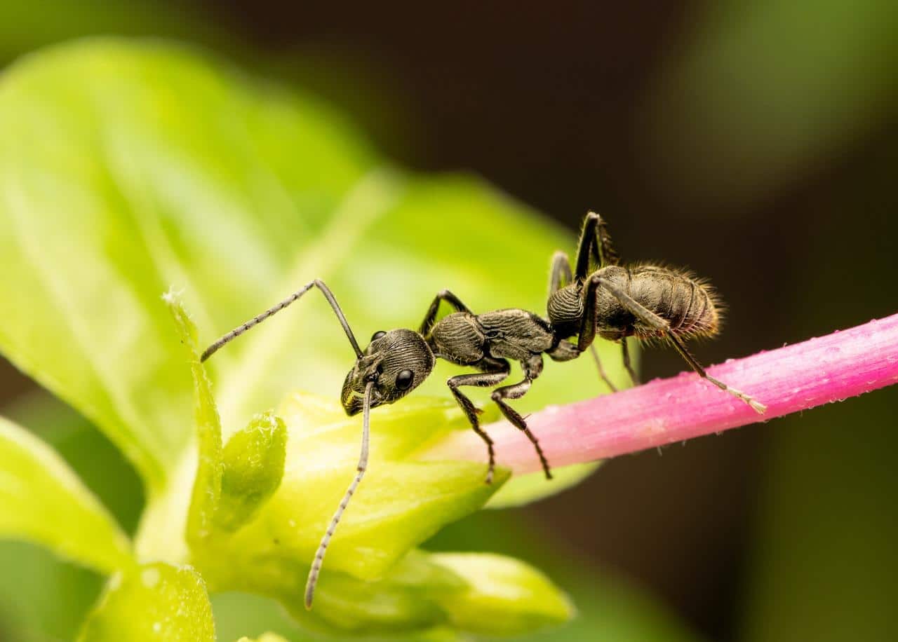 Les jardins urbains peuvent-ils retrouver leur biodiversité perdue ?  Ce que les fourmis nous apprennent sur l’évolution des jardins en ville