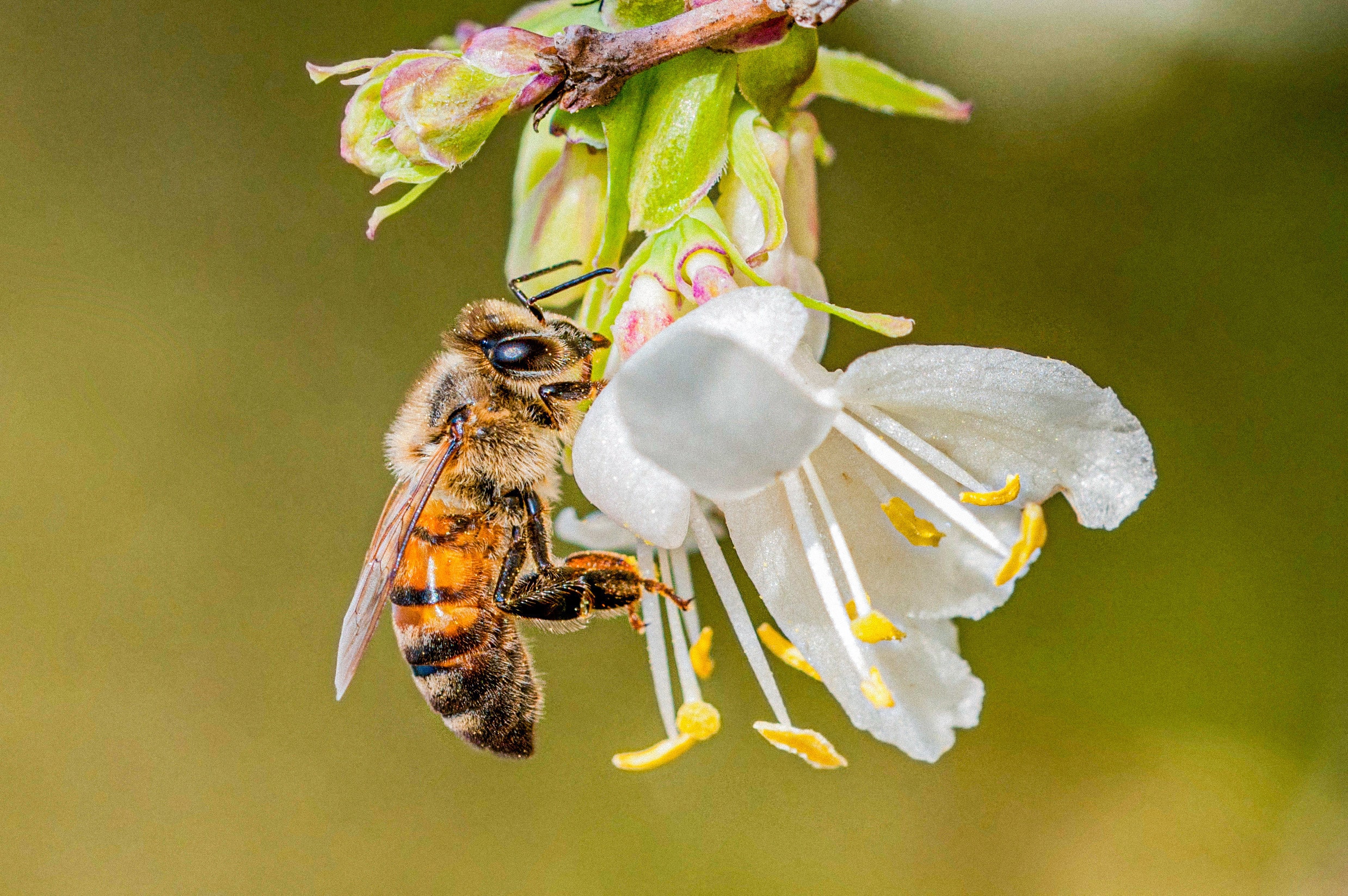 Les Belles Exotiques Arbustives Utiles du Futur : le chèvrefeuille d’hiver