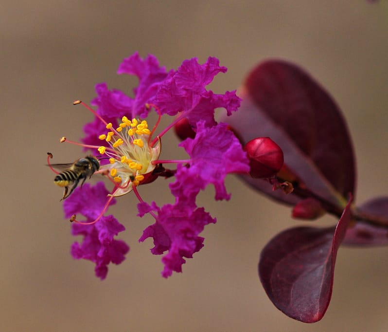 Le “trou” floral : un effet rebond du changement climatique