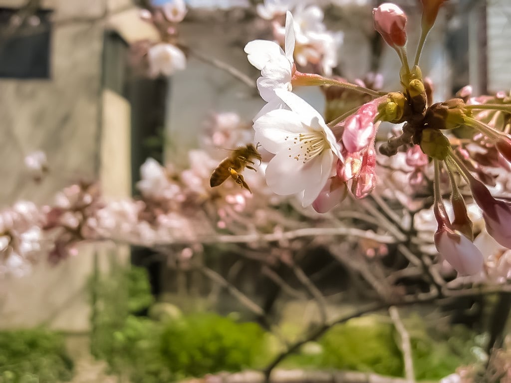 Pour des paysages archipels, l’exemple de Tokyo