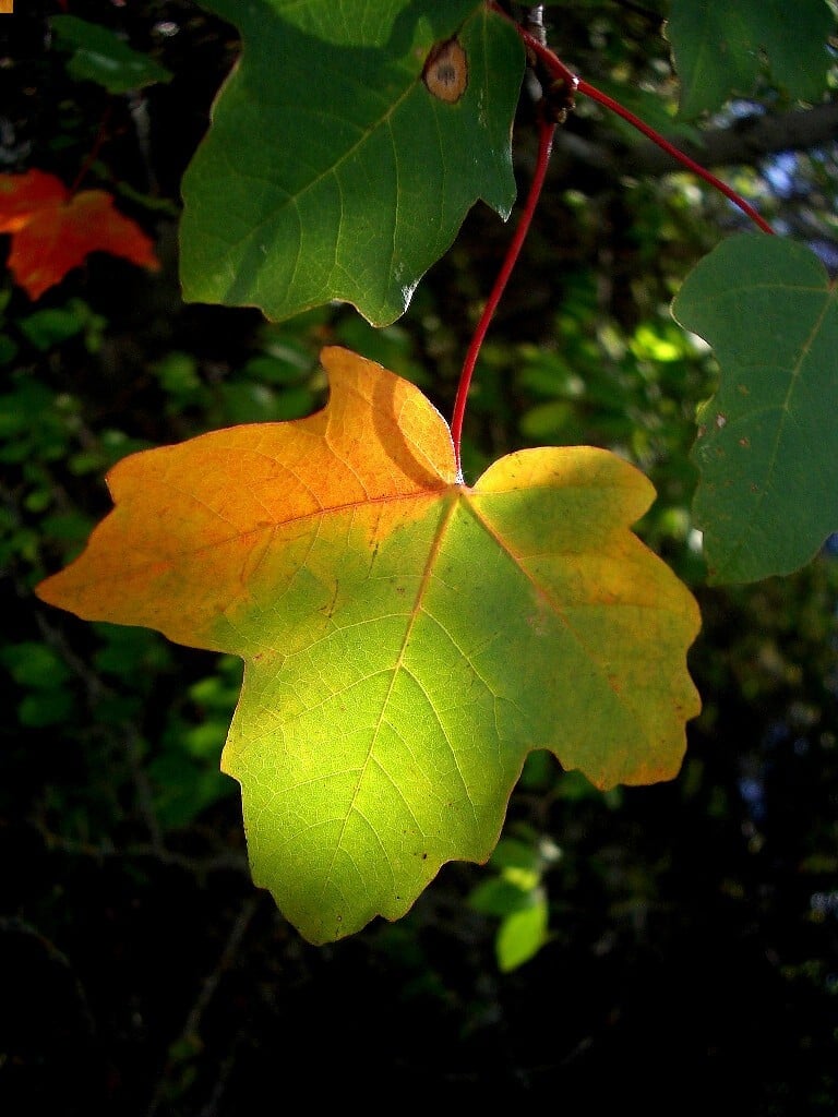 Une étape italienne sur la route de la Soie : l’érable de Naples