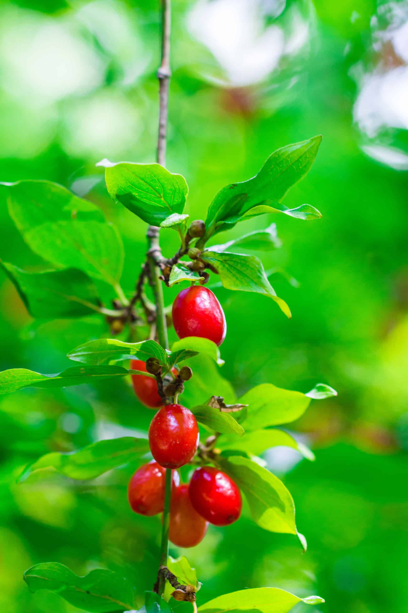 Étapes des balkans sur la route de la Soie&nbsp;: le cornouiller mâle et l’arbousier grec