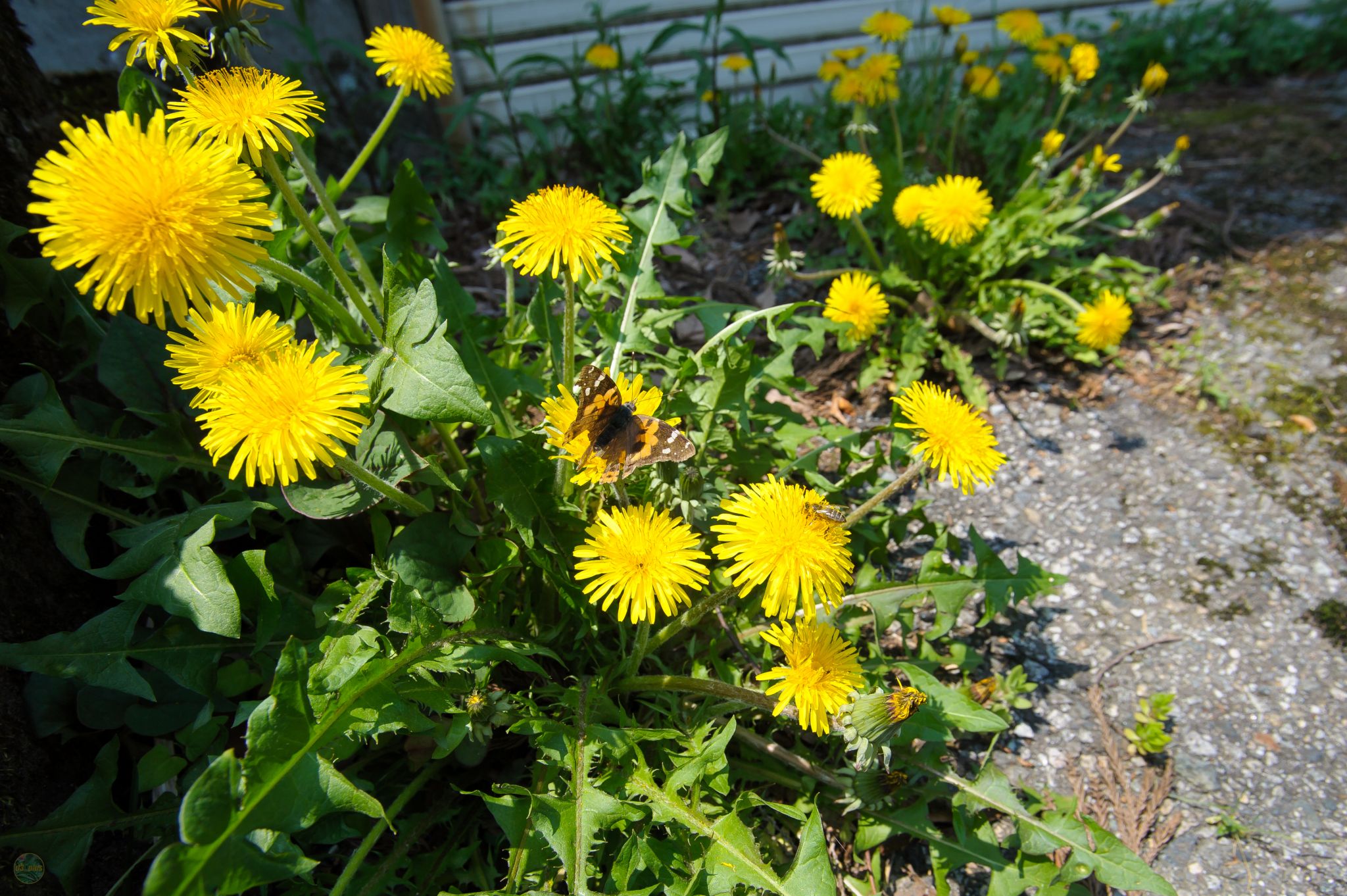 Quand le bitume confirme la règle&nbsp;: pas de biodiversité sans hétérogénéité des milieux