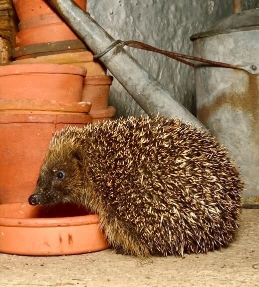 La densification douce peut activer le maillage vert que l&rsquo;urbanisme écosystémique appelle de ses vœux