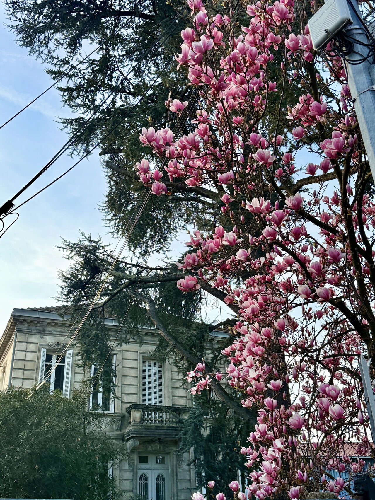 Le magnolia, superstar méconnue de la biodiversité printanière