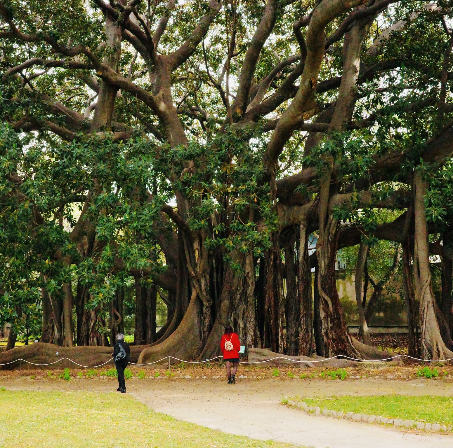 La leçon du figuier géant de Palerme sur la biodiversité de demain