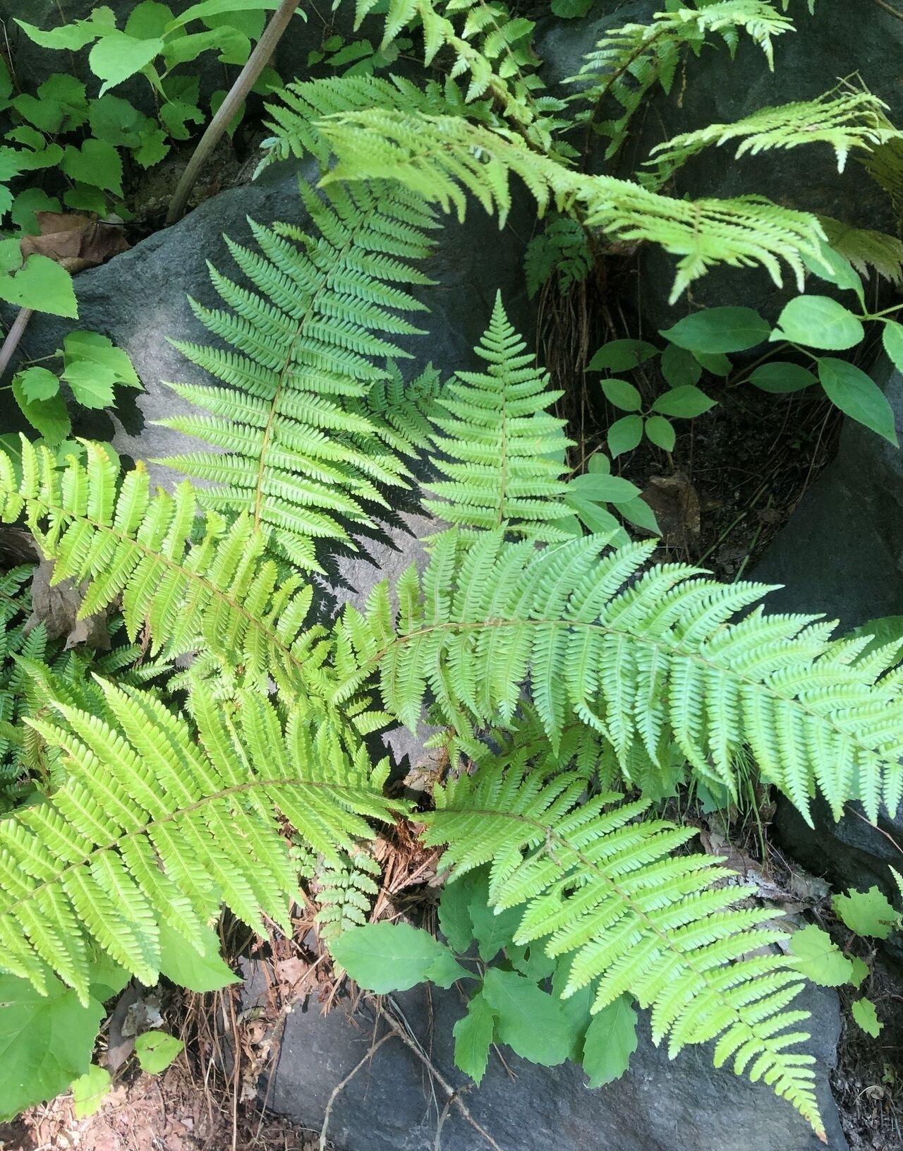 La ville, refuge des fougères de Sapporo