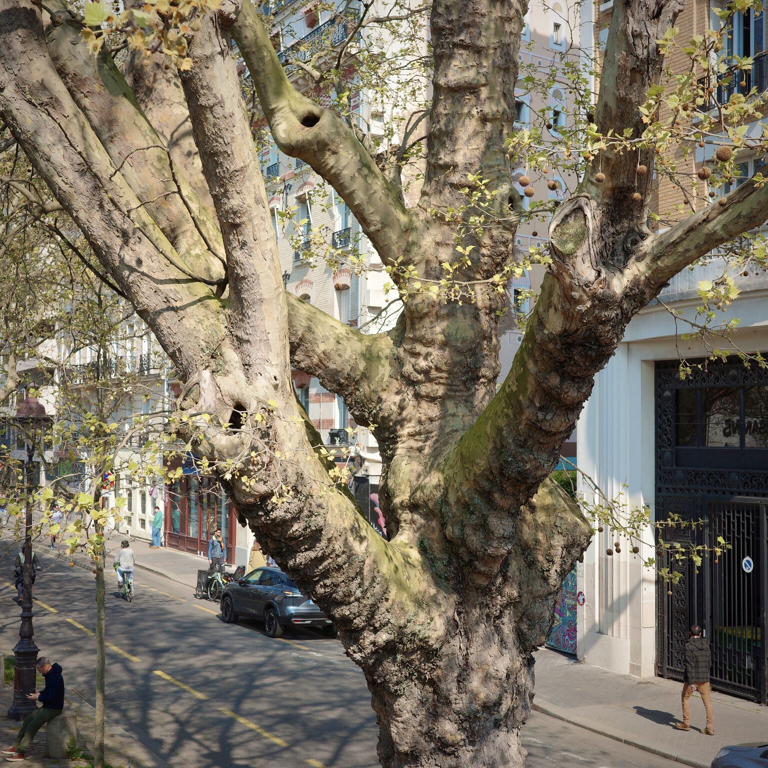 La taille des arbres en ville&nbsp;: ennemie de la nature ou fabrique de biodiversité&nbsp;?
