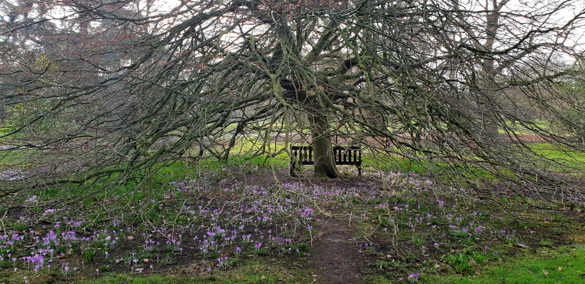 73% des arbres publics de Londres pourraient ne pas survivre au climat de 2090