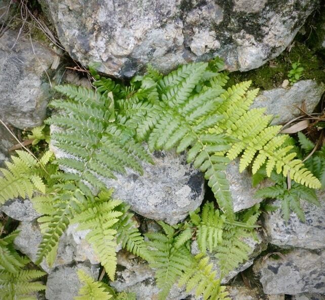 Quand le dernier habitat d&rsquo;une espèce est un mur construit par l&rsquo;homme