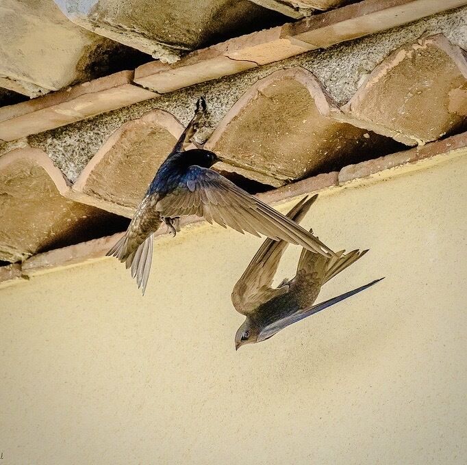 Nos murs, leurs maisons&nbsp;: bâtir et rénover, c&rsquo;est aussi accueillir le vivant