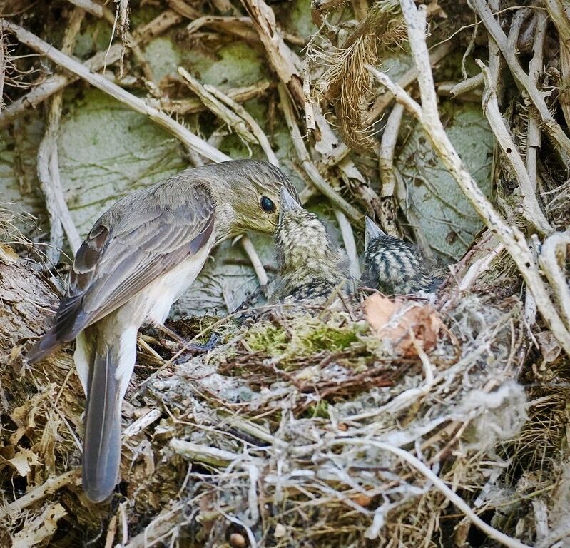 Entre le mur et la plante grimpante, tout un écosystème à portée de main