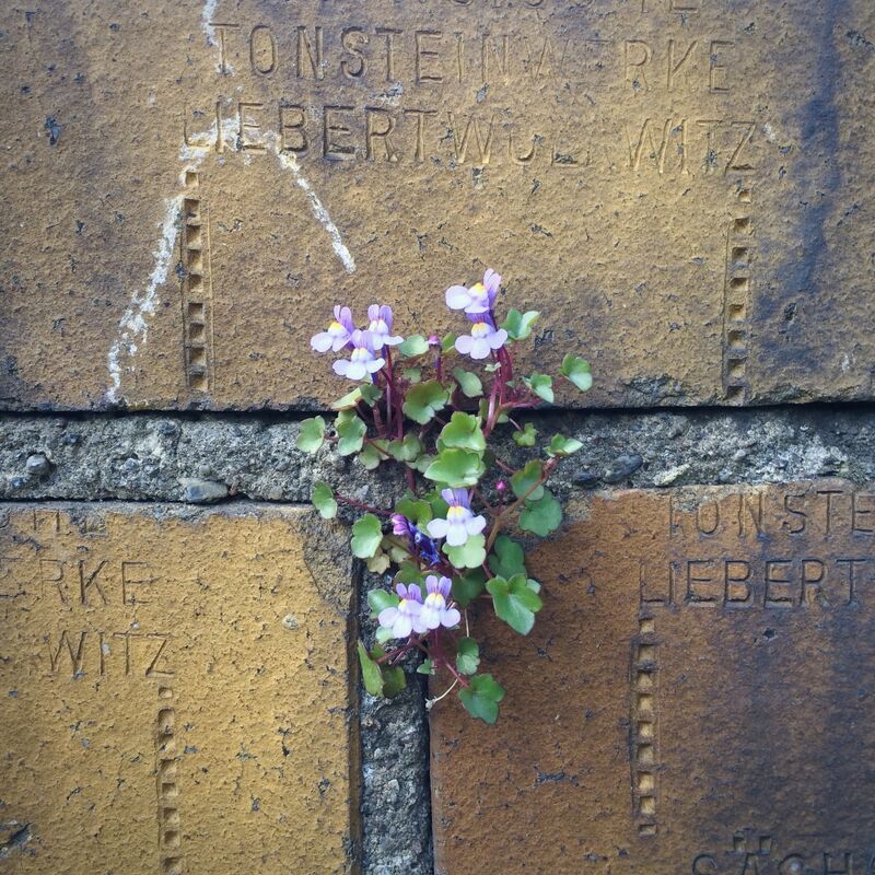 Des centaines d&rsquo;espèces colonisent nos murs et certaines ne survivent nulle part ailleurs
