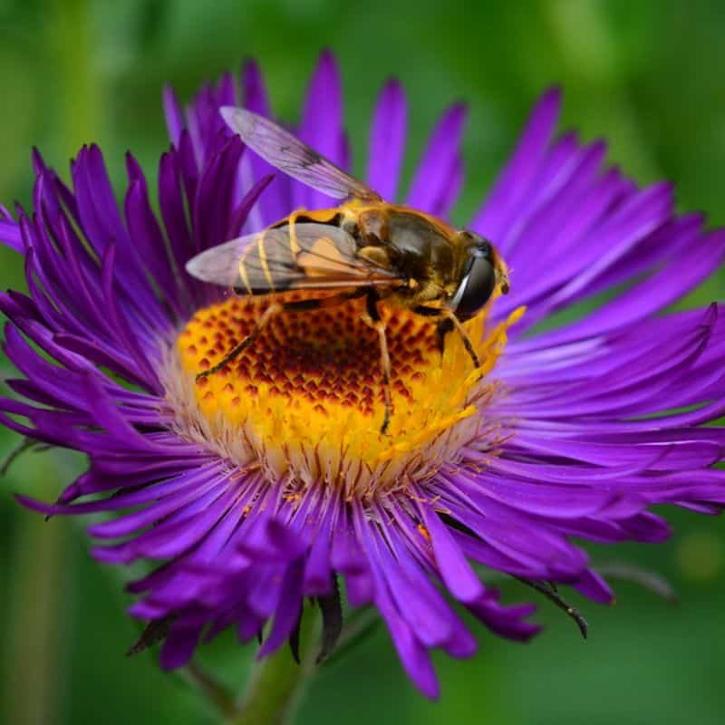Derrière chaque plante au jardin, un réseau vivant à révéler