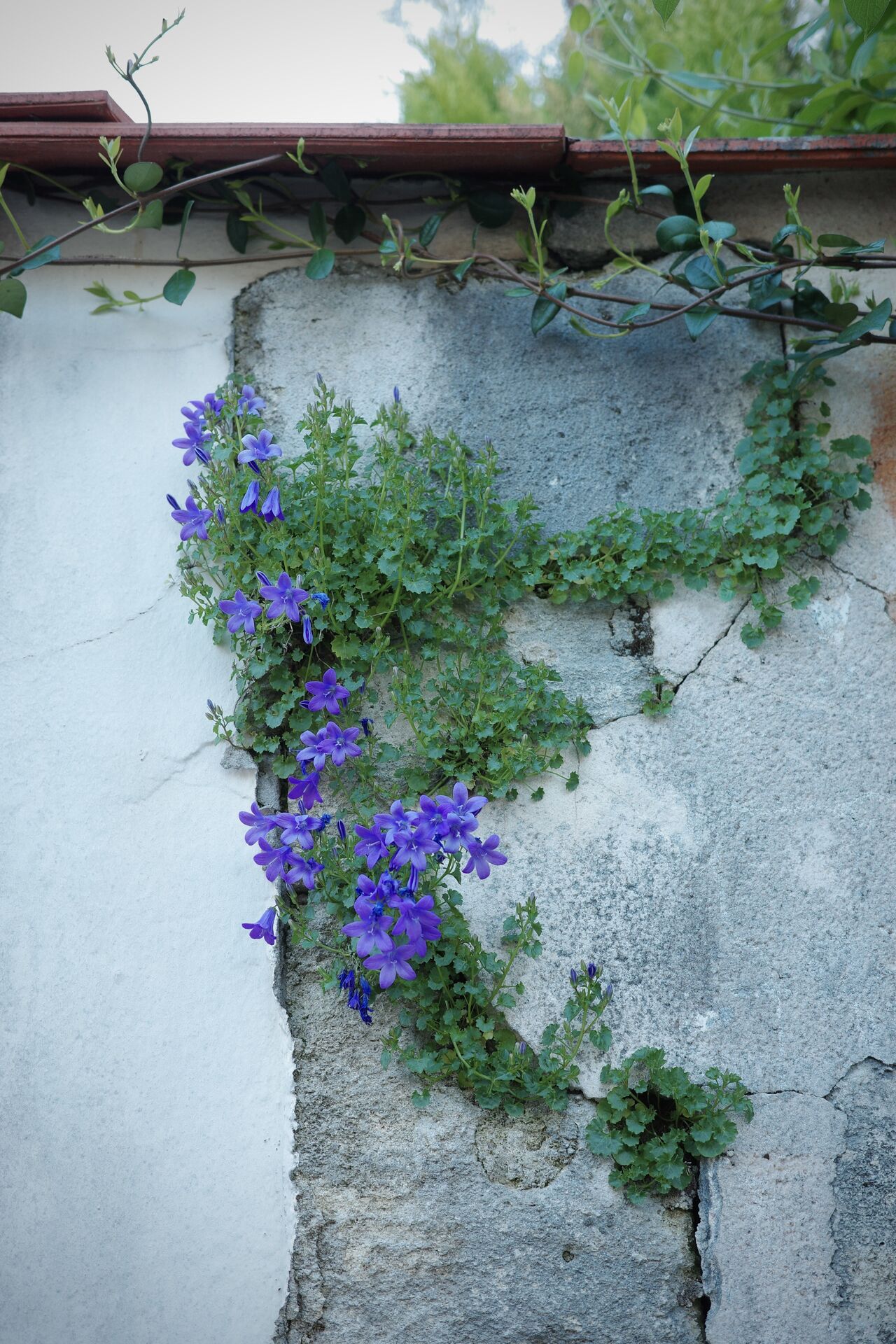 Nos murs sont des falaises – c&rsquo;est la science qui le dit
