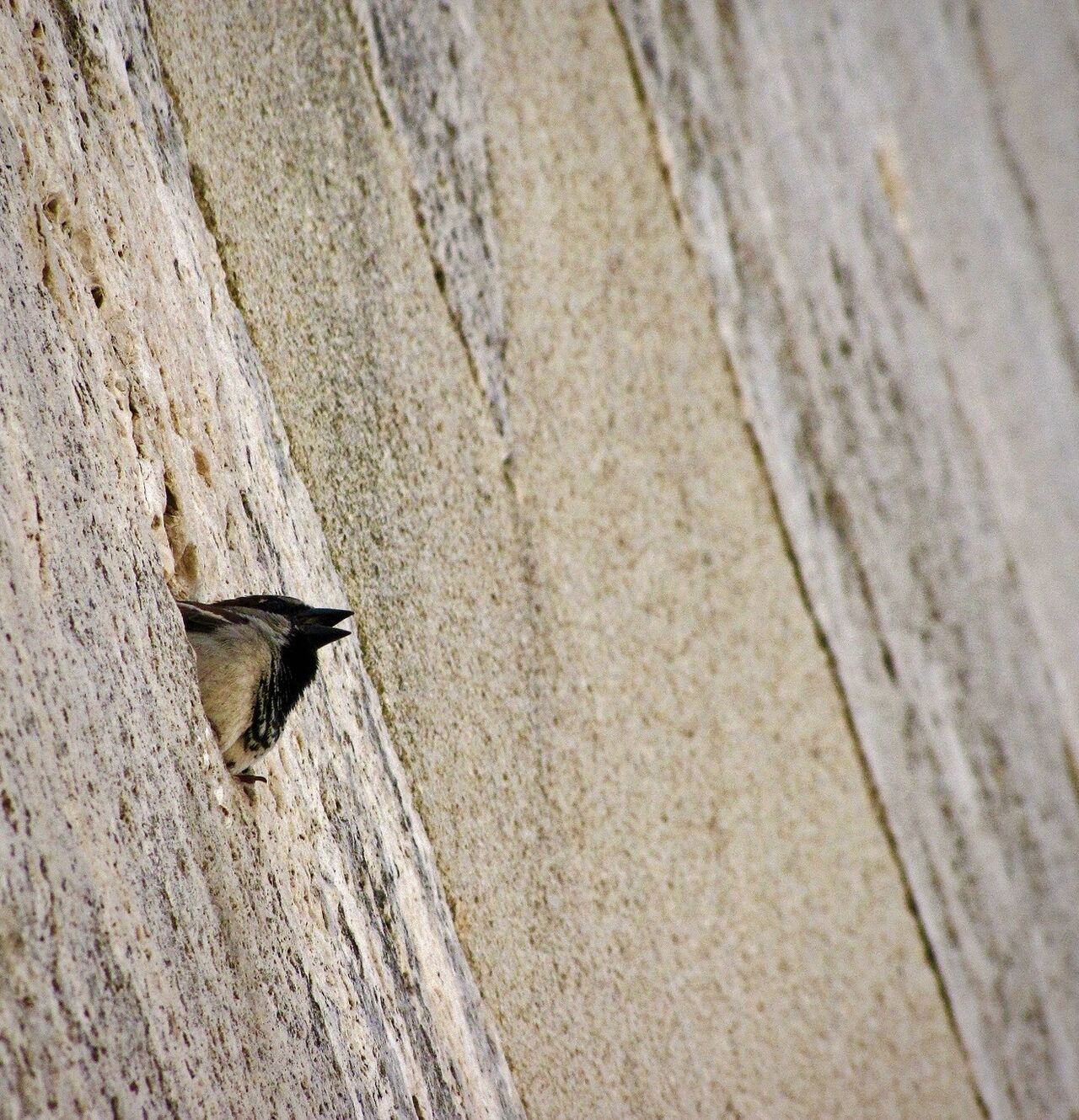 Biodiversité urbaine&nbsp;: rénover mieux commence par regarder mieux