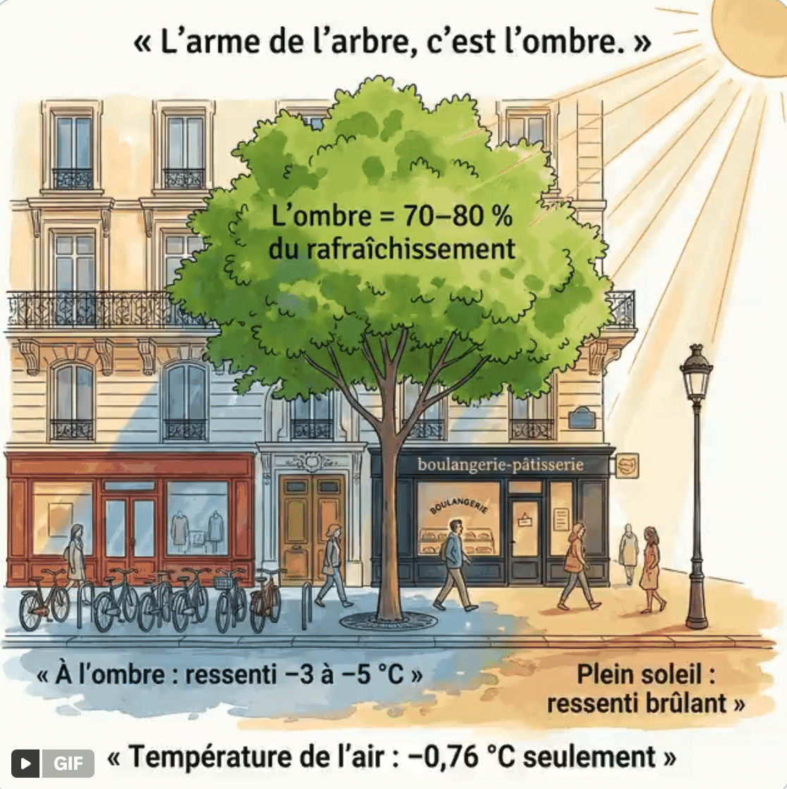 1 arbre = 5 climatiseurs – Le calcul est juste. La conclusion est fausse. Voici pourquoi.