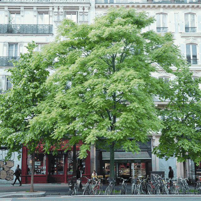 1 arbre = 5 climatiseurs – Le calcul est juste. La conclusion est fausse. Voici pourquoi.