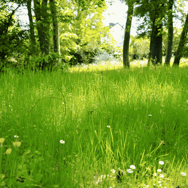 Unpopular opinion&nbsp;: un arbre n&rsquo;est pas un climatiseur