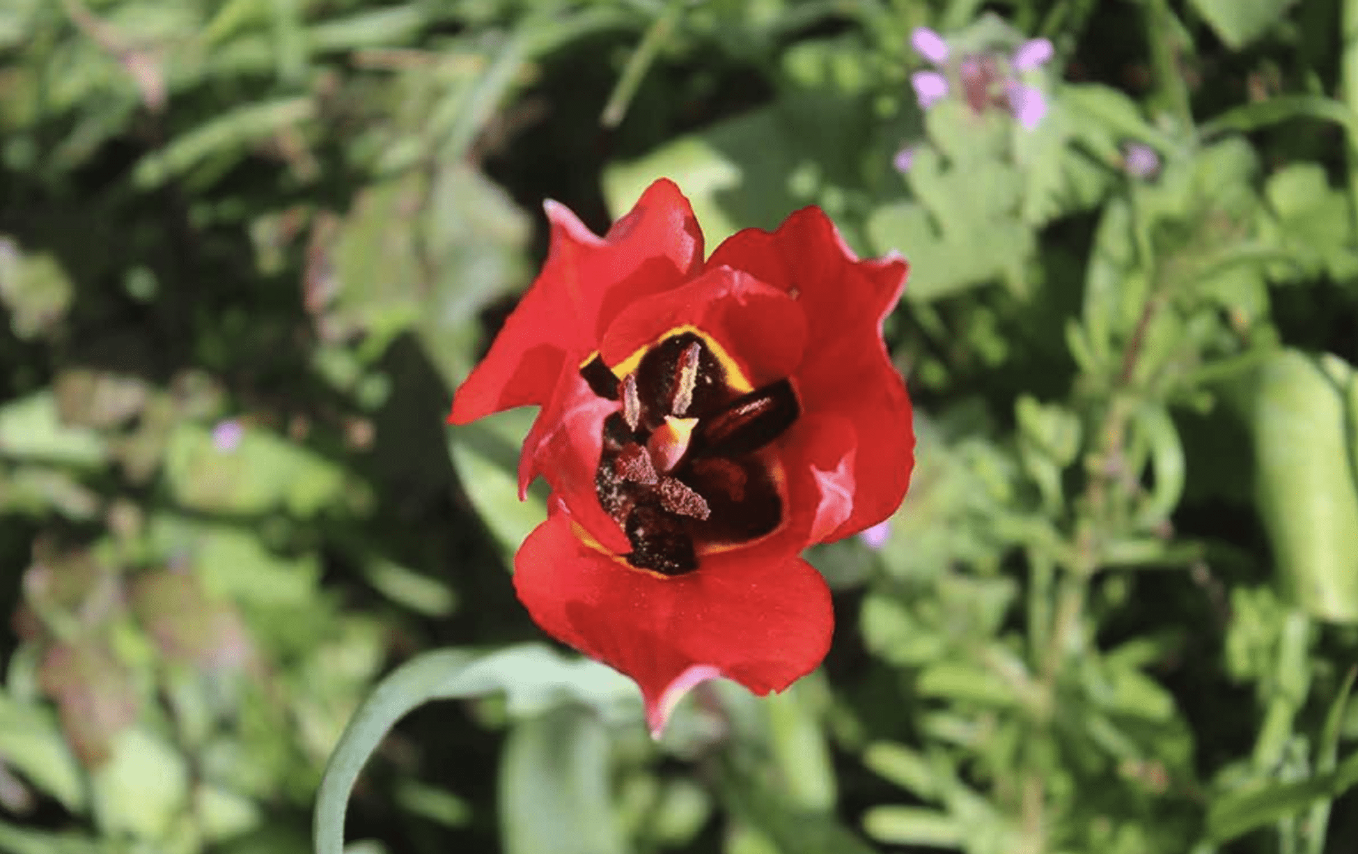Étape de l&rsquo;Empire ottoman sur la route de la Soie&nbsp;: la tulipe