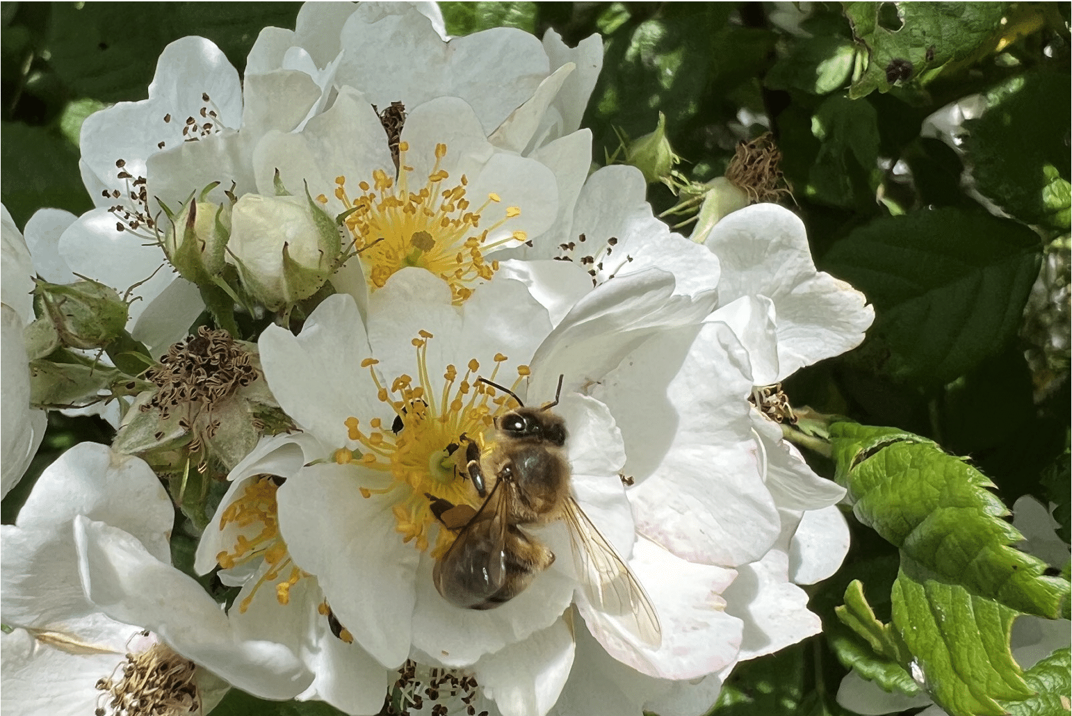 Étape de Perse sur la route de la Soie&nbsp;: la rose oubliée