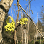 Miniature article
