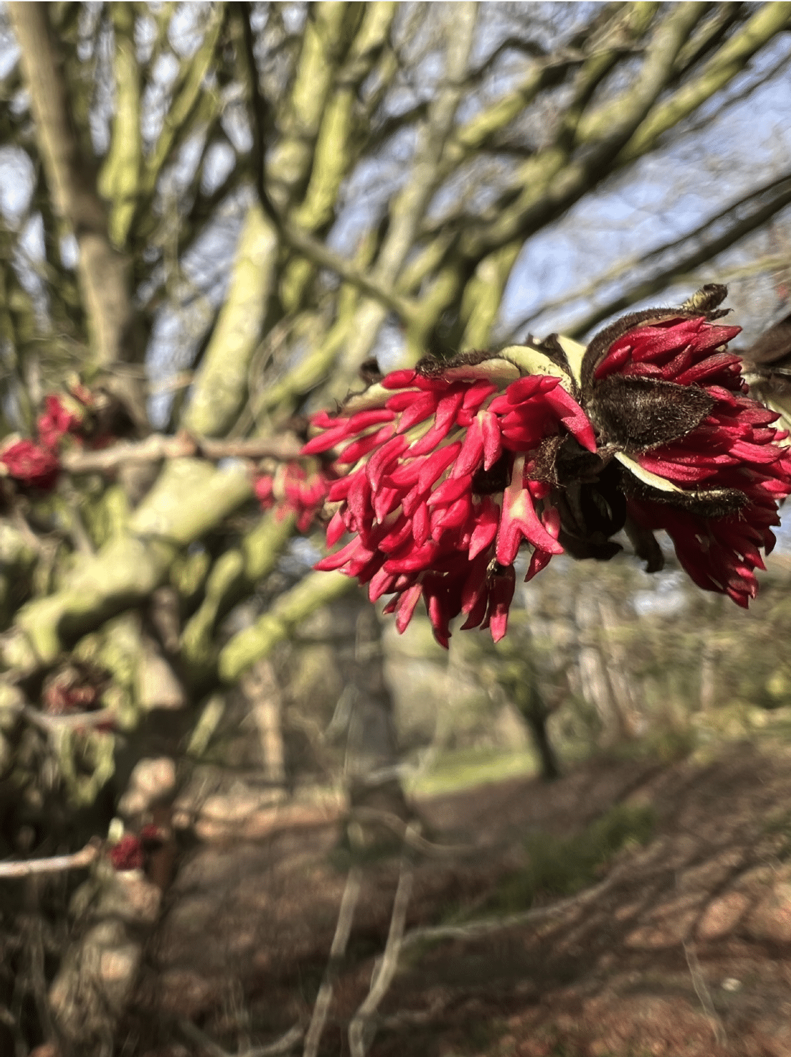Étape de la forêt hyrcanienne sur la route de la Soie&nbsp;: le résistant perse