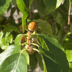 Miniature article