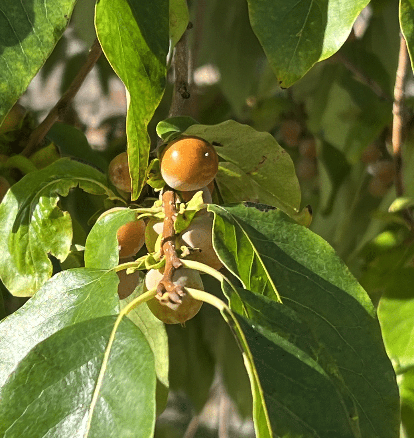 Sur la route de la Soie&nbsp;: dernière étape pour le Diospyros Lotus