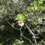 Miniature article