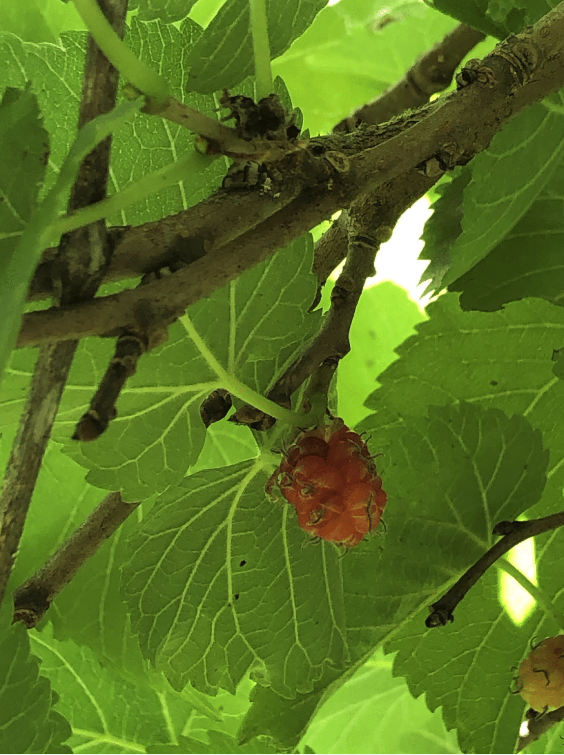 Sur la route de la Soie&nbsp;: les paysages du futur et le mûrier noir (<i>Morus nigra</i>)