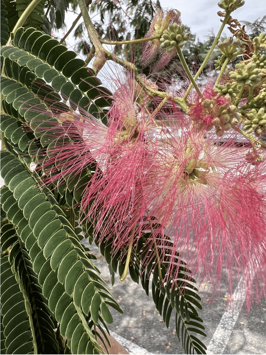 Sur la route de la Soie : l&rsquo;arbre à soie (Albizia), survivant de Notre-Dame
