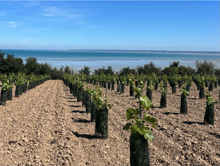Bretagne&nbsp;: vigne et occitanisation des paysages